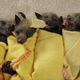 Illustration for article titled Baby Bat Burritos